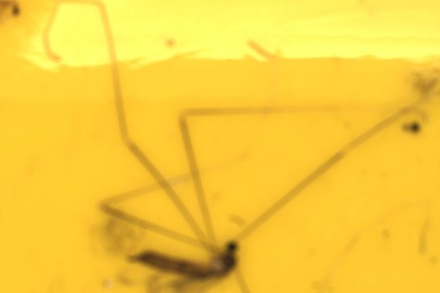 Image 13